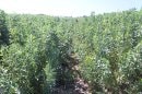 Problème : en plein dans les Petits pois
